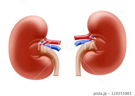 Realistic Detailed 3d Kidney. Human Internal Organs. Part of Body for Science Anatomy, Biology and Medicine. Vector illustration, isolated on transparent background 128355865