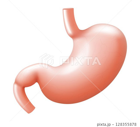 Human stomach isolated on white background. Illustration of the human internal organ. Realistic 3d Vector Human stomach isolated on white background. Illustration of the human internal organ. Realistic 3d Vector 128355878