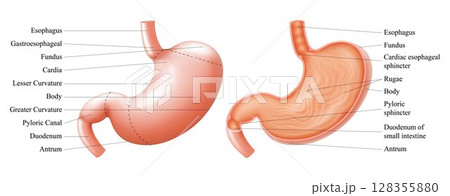 Anatomy of the human stomach and his shell structure with description of the corresponding internal parts. Sagittal section. Anatomical vector illustration isolated over white background. Realistic 128355880