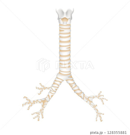 Isolated human trachea and bronchioles. Realistic 3d Vector illustration design Isolated human trachea and bronchioles. Realistic 3d Vector illustration design 128355881