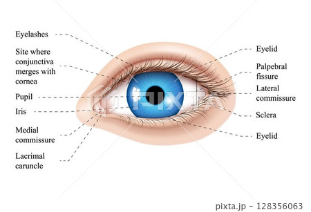 Human eye anatomy illustration. Parts of the eye, labeled vector illustration diagram. Eyelid, eyelashes, pupil, lacrimal gland and other anatomical parts. Realistic 3d vector isolated 128356063