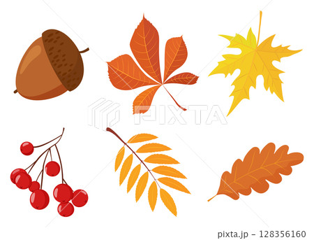 Set of colorful autumn maple and oak leaves, viburnum and acorns and leaves on a twig. Illustration in flat simple style. Vector element for design isolated on white background. autumn symbol. 128356160