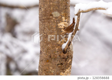 木の枝にとまってあたりの様子を伺っているミソサザイ 木の枝にとまってあたりの様子を伺っているミソサザイ 128356688