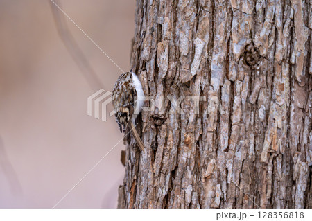 樹をのぼりながら餌を探しているキバシリ 128356818