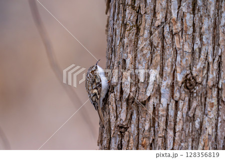 樹をのぼりながら餌を探しているキバシリ 128356819