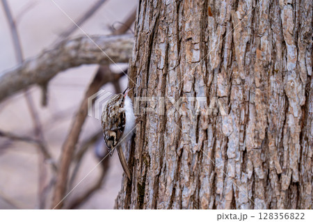 樹をのぼりながら餌を探しているキバシリ 樹をのぼりながら餌を探しているキバシリ 128356822