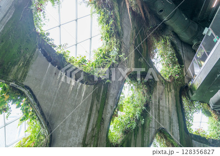 クラウド・フォレスト 128356827