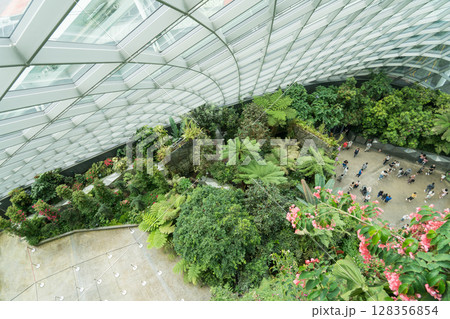 クラウド・フォレスト クラウド・フォレスト 128356854