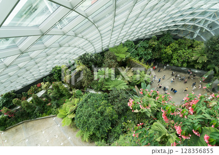 クラウド・フォレスト クラウド・フォレスト 128356855