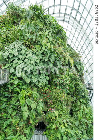 クラウド・フォレスト 128356862