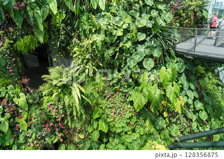 クラウド・フォレスト クラウド・フォレスト 128356875