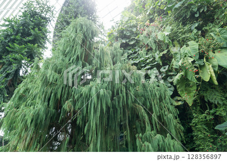 クラウド・フォレスト 128356897