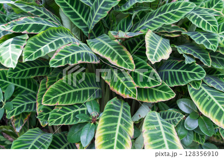 クラウド・フォレスト 128356910