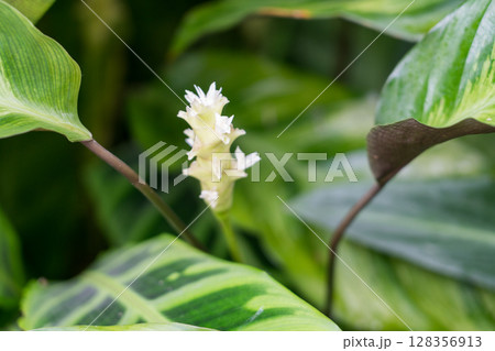 クラウド・フォレスト 128356913