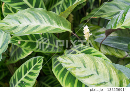 クラウド・フォレスト 128356914