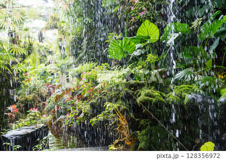 クラウド・フォレスト 128356972