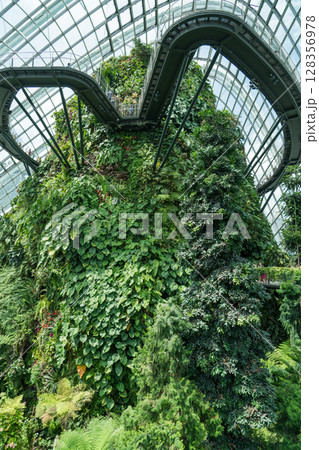 クラウド・フォレスト クラウド・フォレスト 128356978