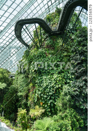 クラウド・フォレスト 128356979