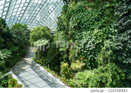 クラウド・フォレスト 128356981