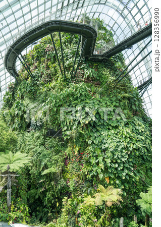 クラウド・フォレスト 128356990