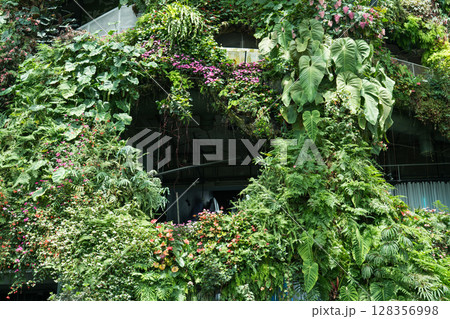 クラウド・フォレスト 128356998