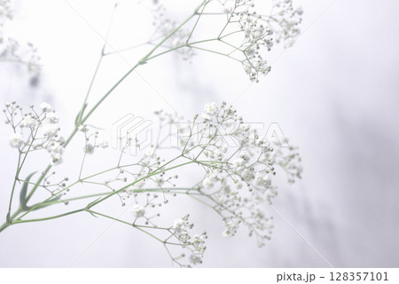 背景素材のカスミソウ 背景素材のカスミソウ 128357101