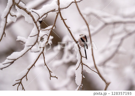 雪景色のなか餌を探して動き回っているシマエナガ 128357193