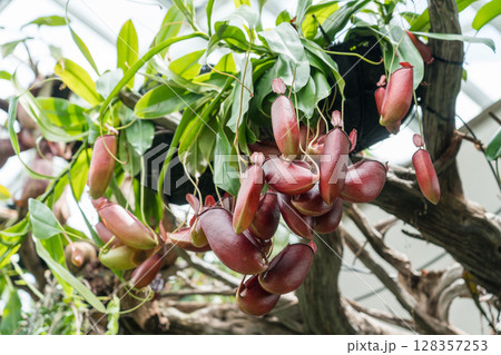 クラウド・フォレストのロスト・ワールド 128357253