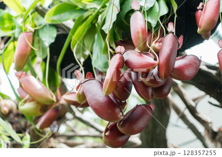 クラウド・フォレストのロスト・ワールド 128357255