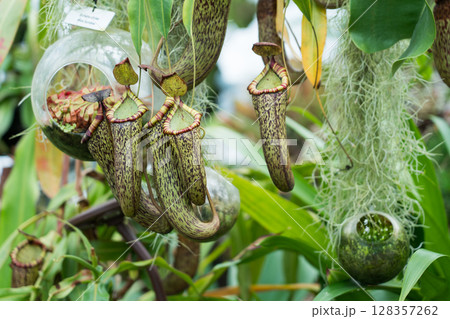 クラウド・フォレストのロスト・ワールド クラウド・フォレストのロスト・ワールド 128357262