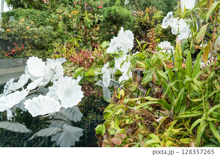 クラウド・フォレストのロスト・ワールド 128357265