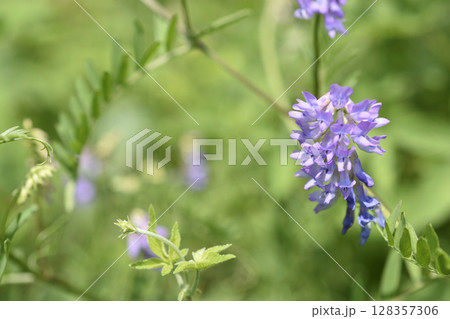 草藤 草藤 128357306