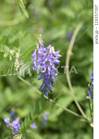 クサフジ 128357307