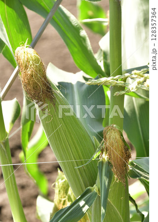 夏の北海道七飯町で収穫間近のトウモロコシ畑の風景を撮影 128357364