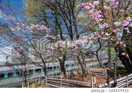 港北ニュータウンを行く横浜市営地下鉄グリーンラインと吾妻山公園のサクラ 128357413