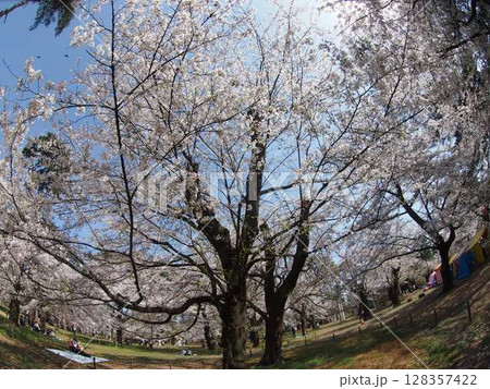 青空に映える満開の桜 青空に映える満開の桜 128357422