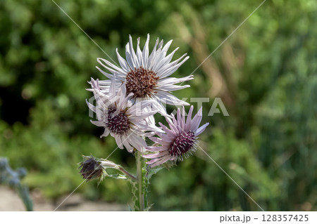 ベルクヘヤ・プルプレアでは稀な白い花、通常は藤色 ベルクヘヤ・プルプレアでは稀な白い花、通常は藤色 128357425