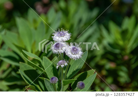ルリカンザシ（瑠璃簪正式名はグロブラリア・ブルーアイ 128357427