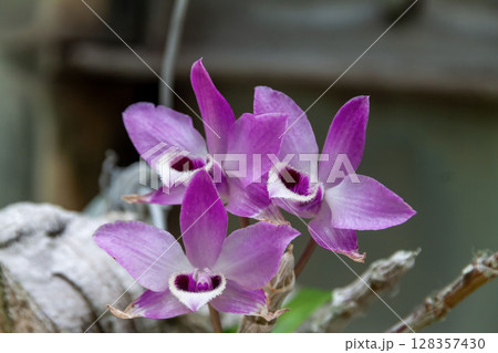 デンドロビウム　パリシー【ラン科セッコク属】 128357430