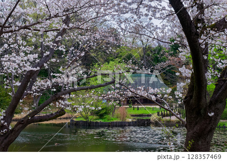 港北ニュータウン・仲町台せせらぎ公園の古民家と桜 128357469