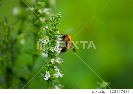 タイムの花にとまるミツバチ 128357485