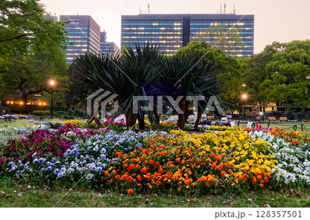 夕暮れの日比谷公園の花壇 128357501