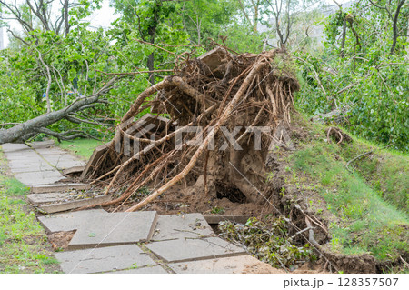A large uprooted tree lies across a paved surface, its expansive root system torn from the ground 128357507