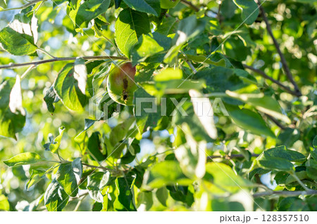 A single apple on a leafy branch displays a blend of green and red hues, signaling ripening. A single apple on a leafy branch displays a blend of green and red hues, signaling ripening. 128357510