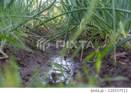 A row of green onions grows in moist soil, partially submerged in a rain-filled furrow. A row of green onions grows in moist soil, partially submerged in a rain-filled furrow. 128357511