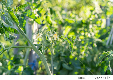 Yellow tomato flowers bloom on a sturdy green stem surrounded by lush foliage. 128357517