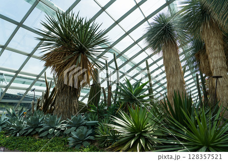 ガーデンズバイザべイのフラワードーム 128357521