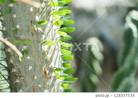 ガーデンズバイザべイのフラワードーム ガーデンズバイザべイのフラワードーム 128357538