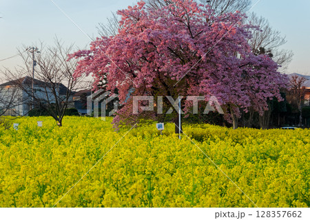 港北ニュータウン・川和町駅の菜の花畑と桜 128357662