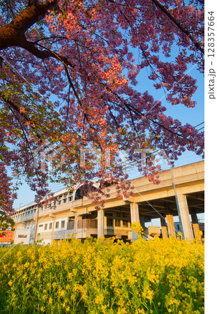 港北ニュータウン・川和町駅の菜の花畑と桜 港北ニュータウン・川和町駅の菜の花畑と桜 128357664